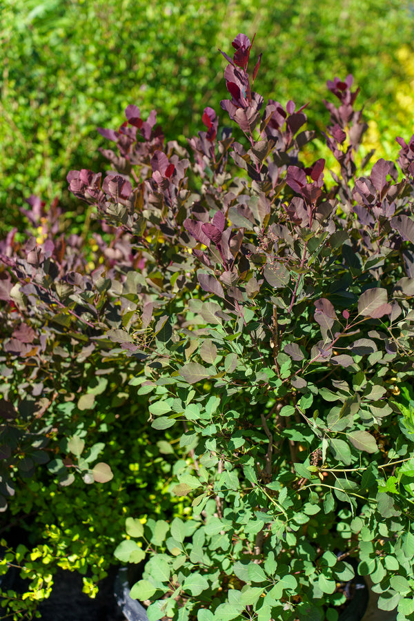 Dusky Maiden Smoke Tree