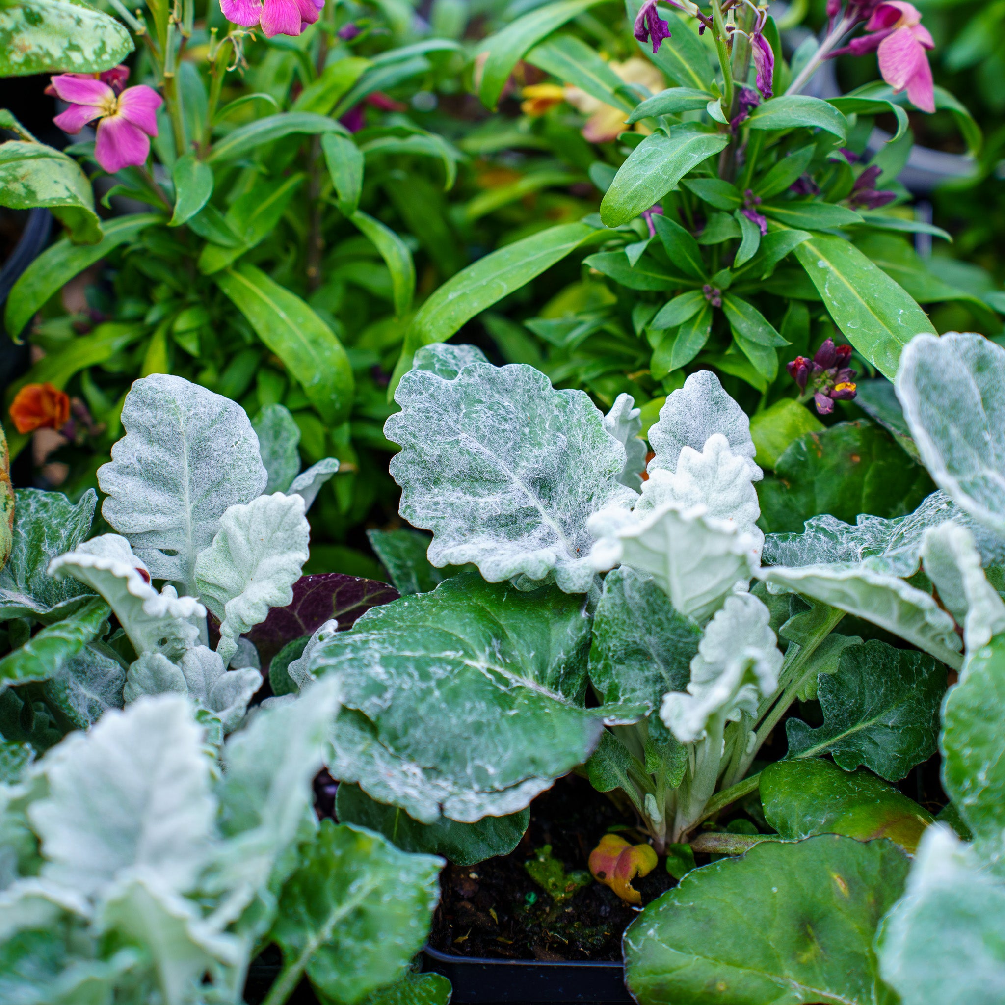 dusty miller potted plant Dusty Miller – Plant Detectives