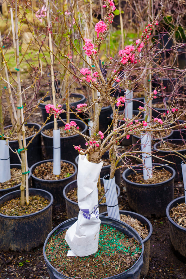 Dwarf Bonanza Peach
