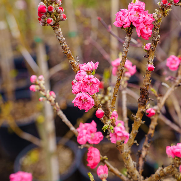 Dwarf Bonanza Peach