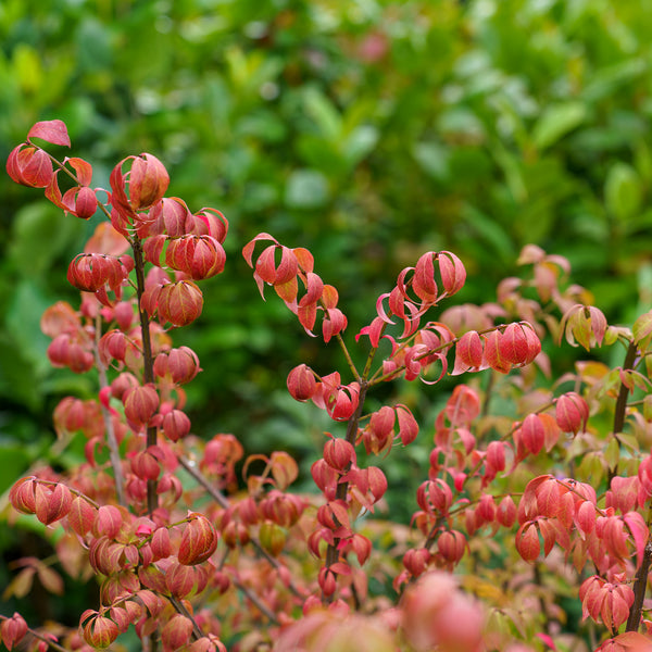 Dwarf Burning Bush