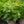 Load image into Gallery viewer, Compact Winged Euonymus

