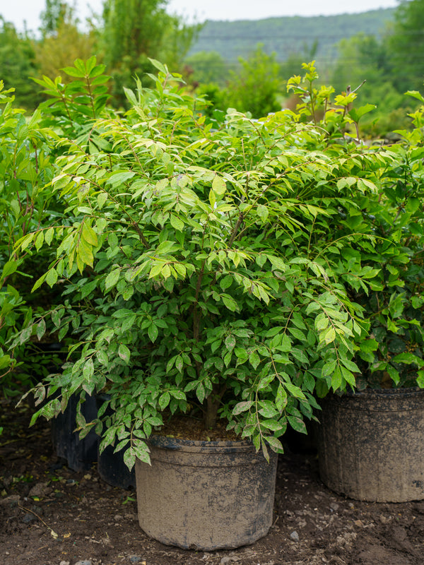 Compact Winged Euonymus