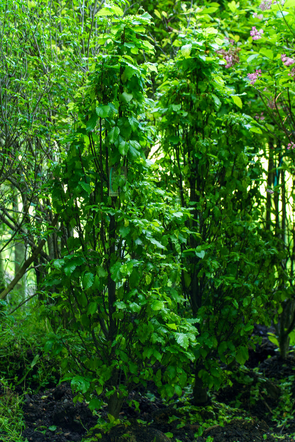 Dwarf Columnar Hornbeam - Hornbeam - Shade Trees