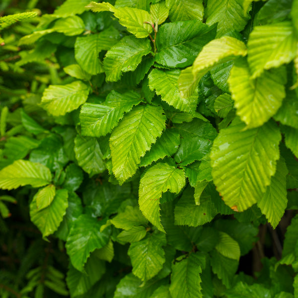 Dwarf Columnar European Hornbeam