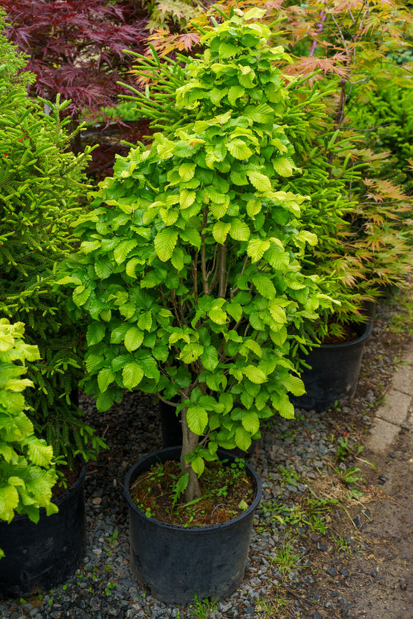 Dwarf Columnar European Hornbeam