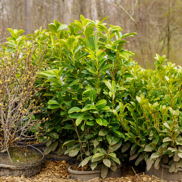 Dwarf Cherry Laurel