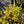 Load image into Gallery viewer, Dwarf Golden Barberry
