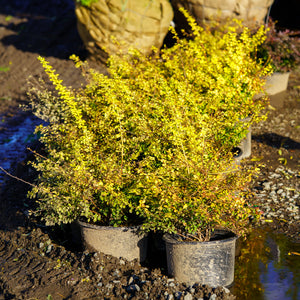 Dwarf Golden Barberry