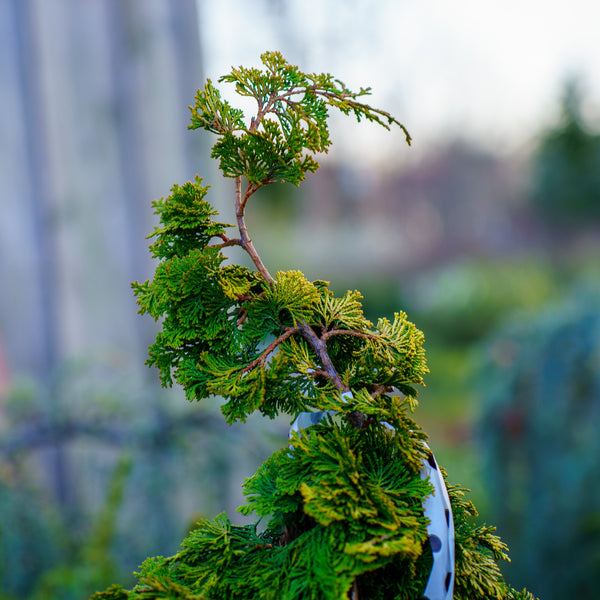 Dwarf Golden Hinoki Falsecypress
