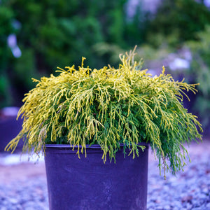 Dwarf Golden Hinoki Falsecypress - Cypress - Conifers