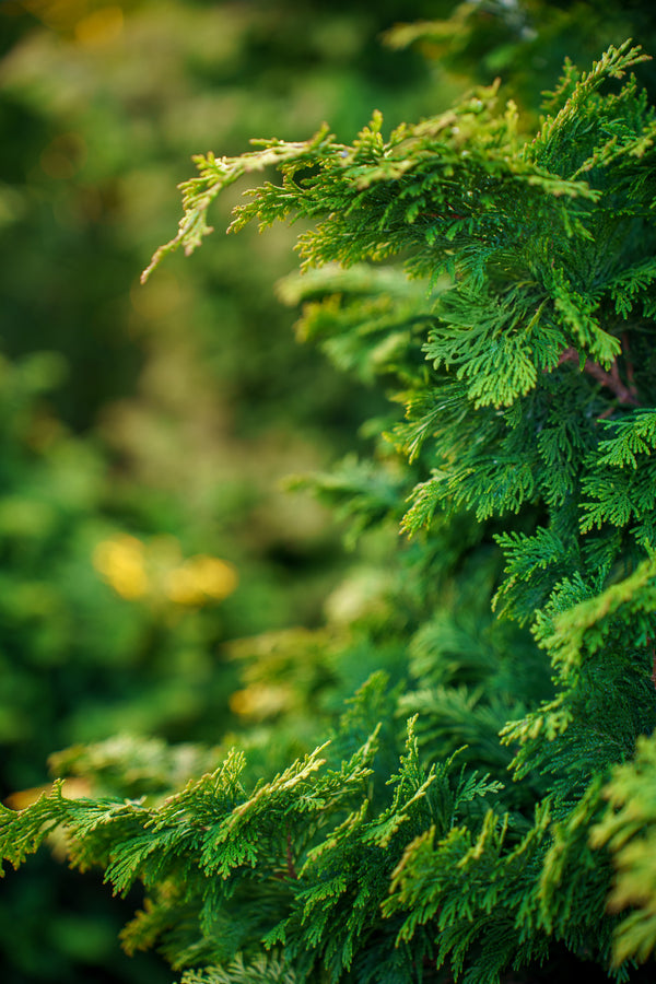 Dwarf Golden Hinoki Falsecypress