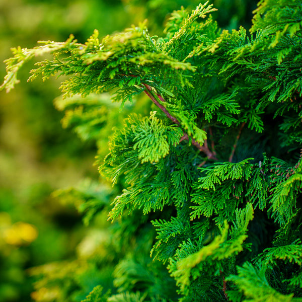 Dwarf Golden Hinoki Falsecypress