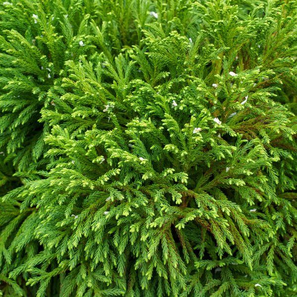 Globosa Nana Japanese Cedar