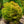 Load image into Gallery viewer, Dwarf Japanese Cedar - Cryptomeria - Conifers

