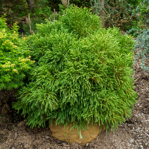 Globosa Nana Japanese Cedar