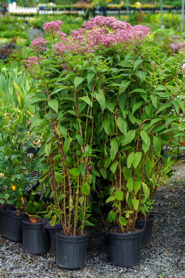 Dwarf Joe Pye Weed