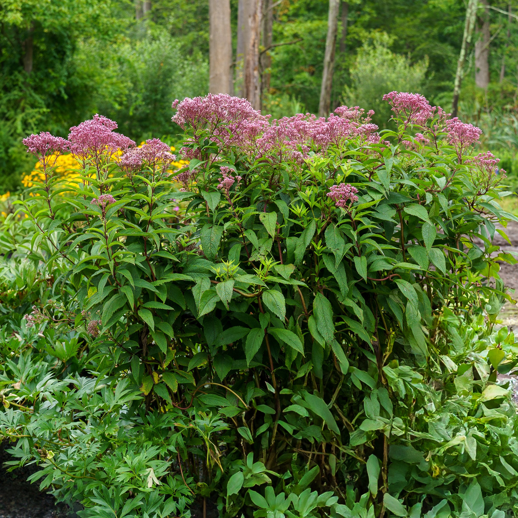 Baby Joe Joe Pye Weed – Plant Detectives