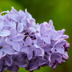 Dwarf Korean Lilac - Lilac - Shrubs