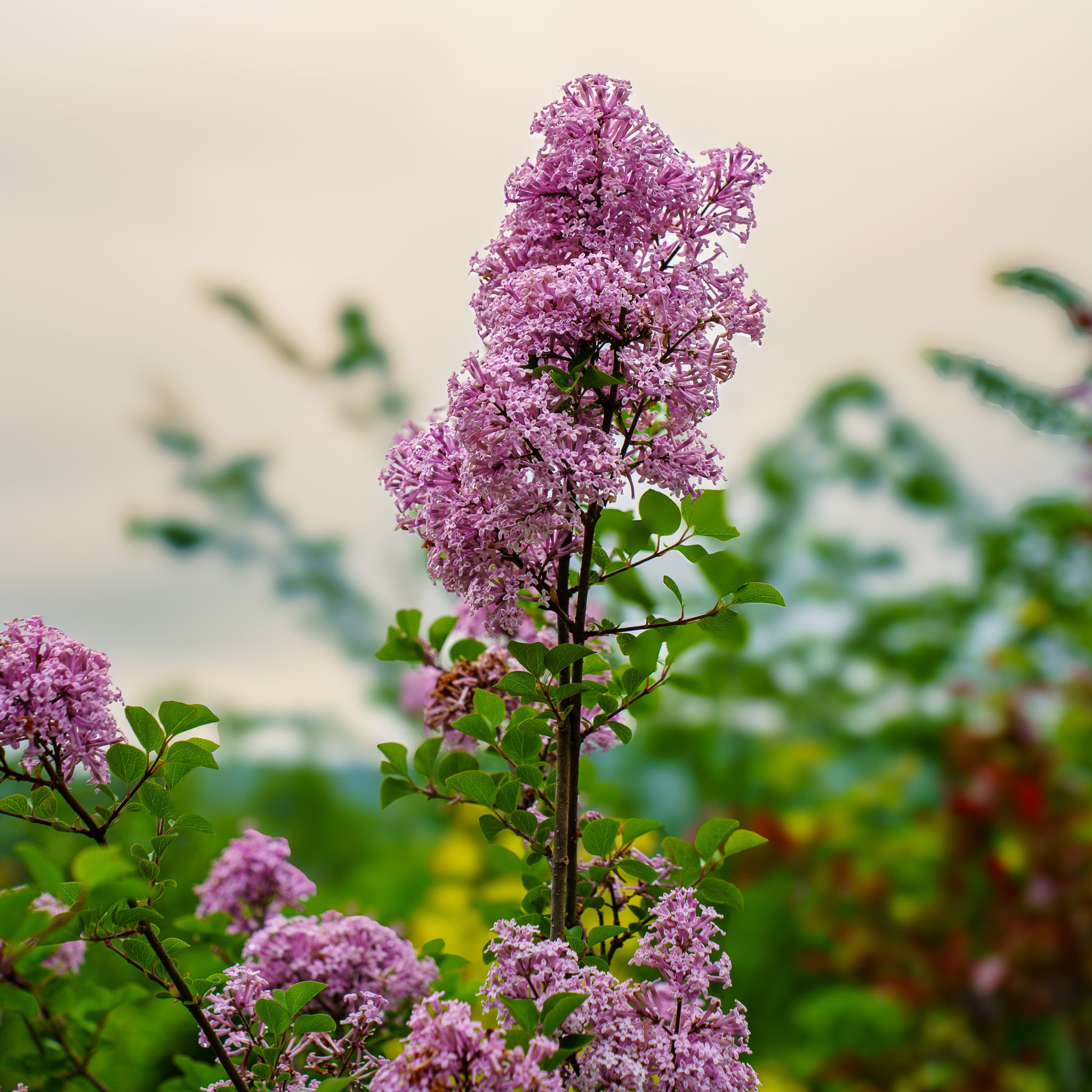 korean lavender tree Palibin Meyer Lilac – Plant Detectives