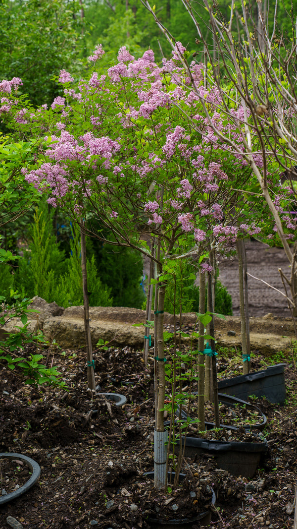 Dwarf Korean Lilac