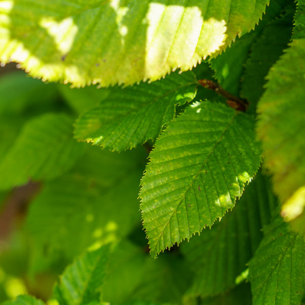 Dwarf Monument Hornbeam