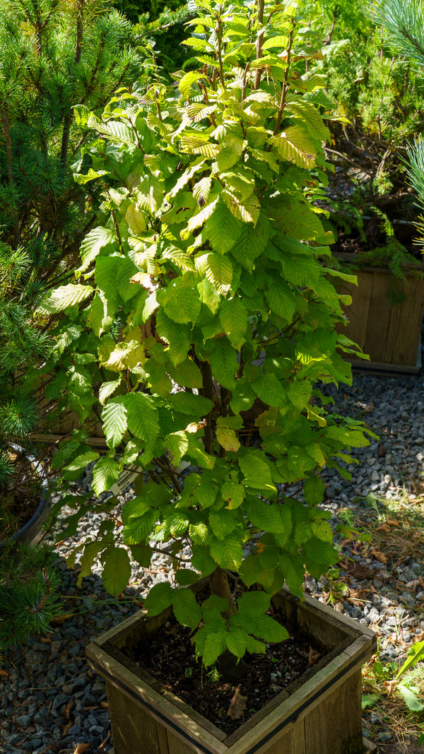 Dwarf Monument Hornbeam