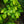 Load image into Gallery viewer, Monument European Hornbeam

