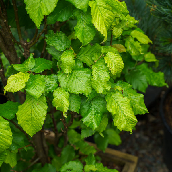Monument European Hornbeam