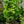 Load image into Gallery viewer, Monument European Hornbeam
