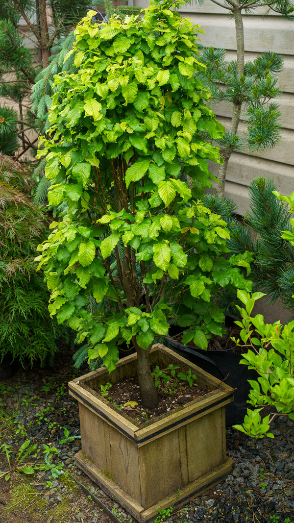 Monument European Hornbeam