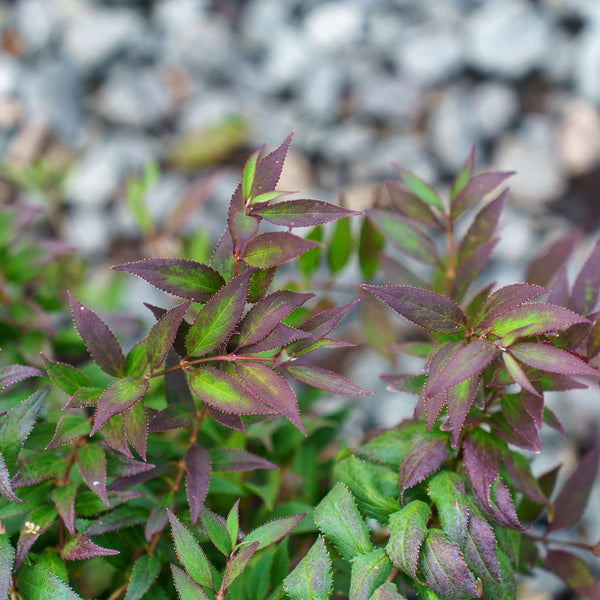 Dwarf Nikko Deutzia