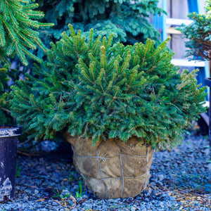 Dwarf Norway Spruce - Spruce - Conifers