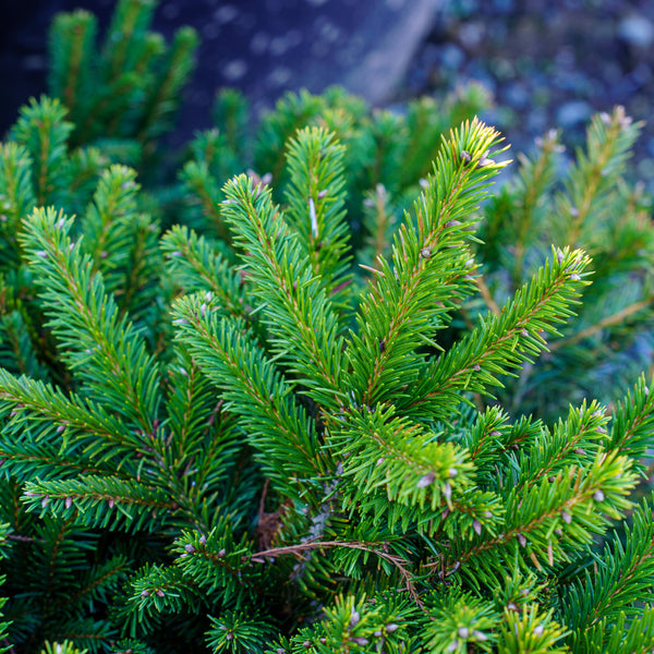 Dwarf Norway Spruce - Spruce - Conifers