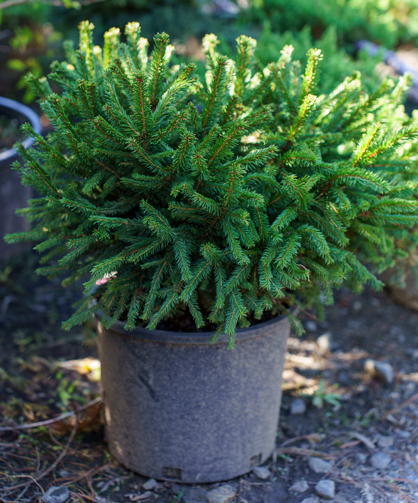 Dwarf Norway Spruce