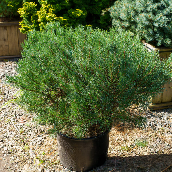 Dwarf Scotch Pine