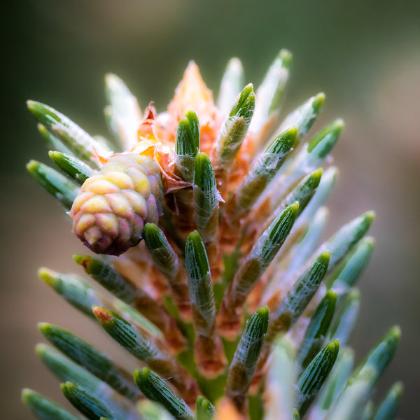 Dwarf Scotch Pine - Pine - Conifers