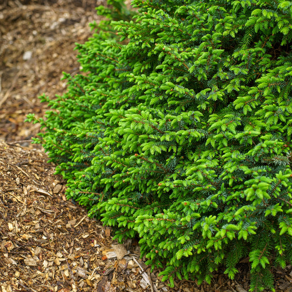 Nana Serbian Spruce
