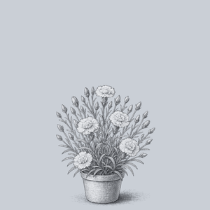 Early Bird Frosty Dianthus