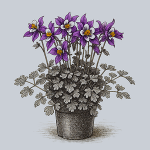 Earlybird Purple White Columbine