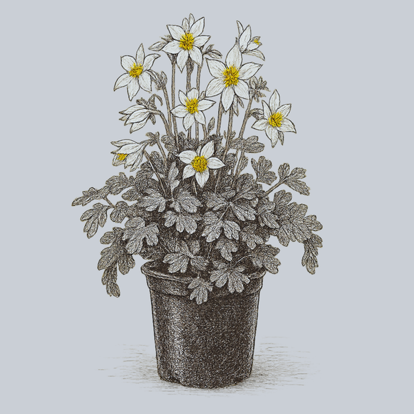 Earlybird White Columbine