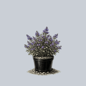 Early Bird Catmint