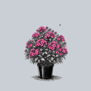 Early Cerise Garden Phlox