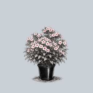 Early Pink Candy Tall Garden Phlox