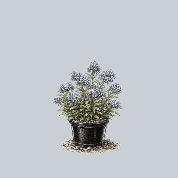 Blue Star
