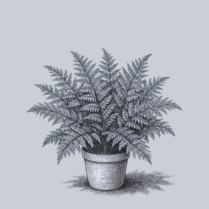 Eastern Hay-Scented Fern