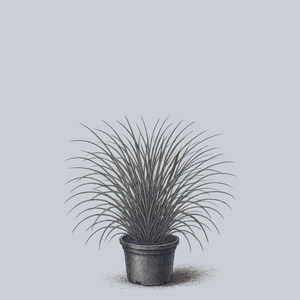 Eastern Narrow-leaved Sedge