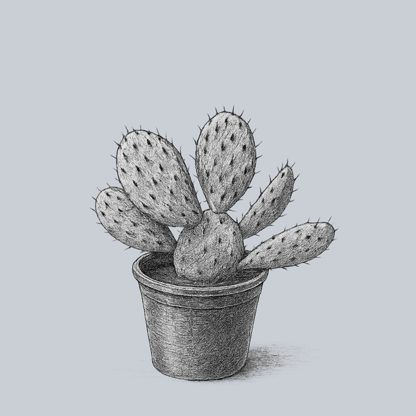 Eastern Prickly Pear