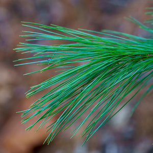 Eastern White Pine - Pine - Conifers