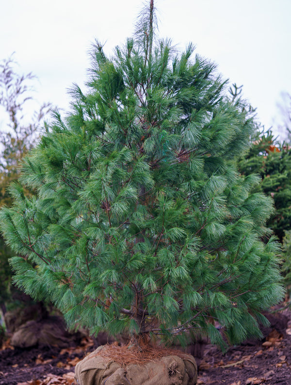 Eastern White Pine - Pine - Conifers